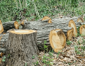 伐採後の丸太と切り株が置かれた現場
