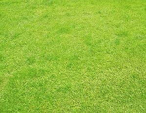 青々とした天然芝のクローズアップ